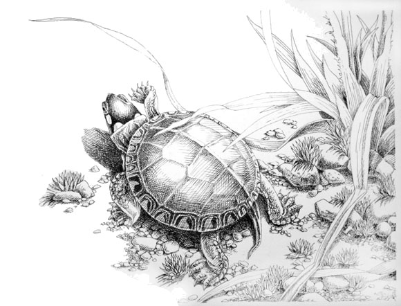 Pen and Ink Drawings by David M. Carroll - The Carroll Studio Gallery